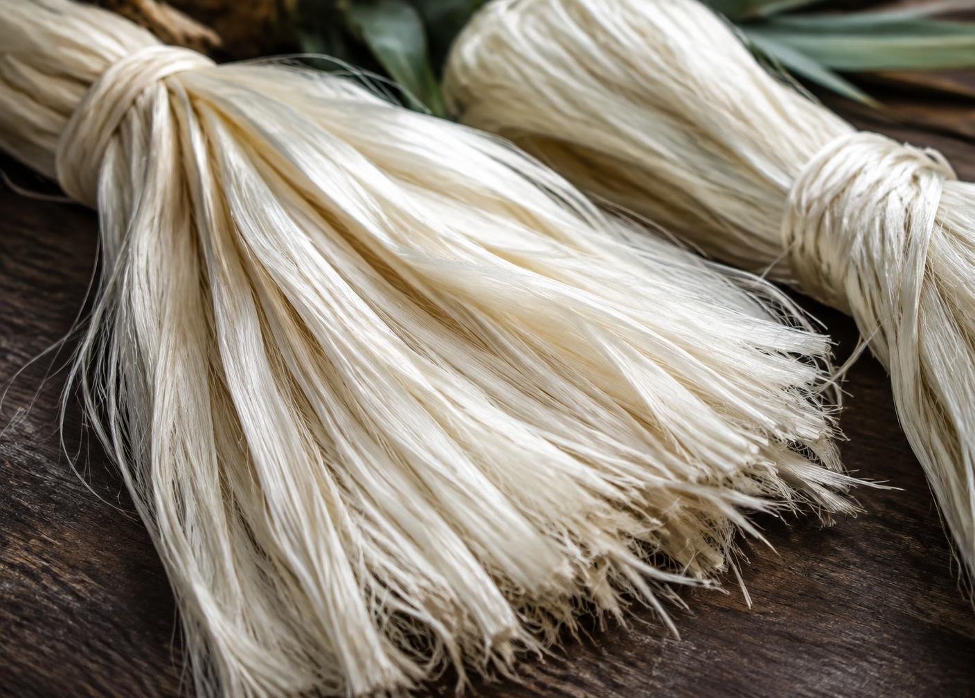 Bundles of raw pineapple leaf fiber